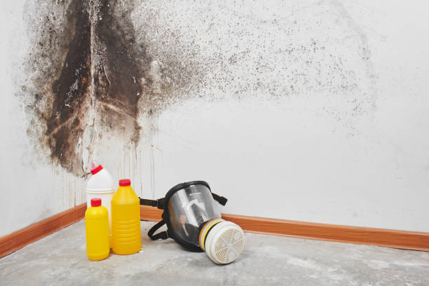 Best Certified Mold Removal  in Scottville, MI