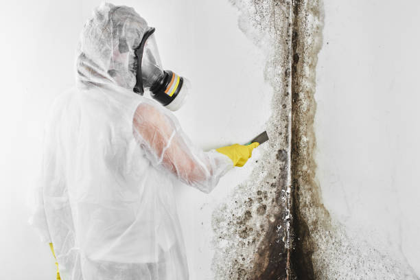 Certified Mold Removal in Scottville, MI