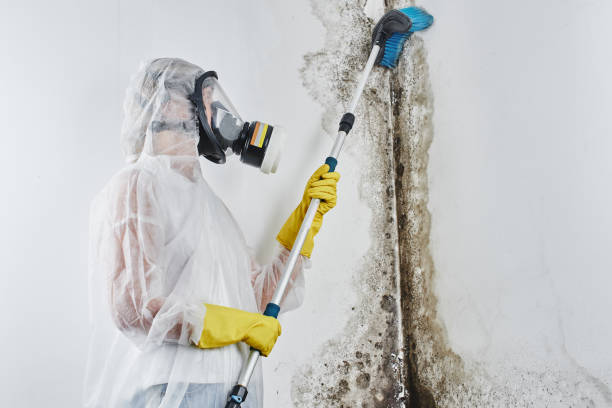 Best Mold Damage Repair  in Scottville, MI