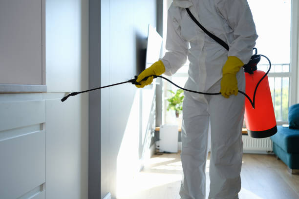 Best Same-Day Mold Removal  in Scottville, MI