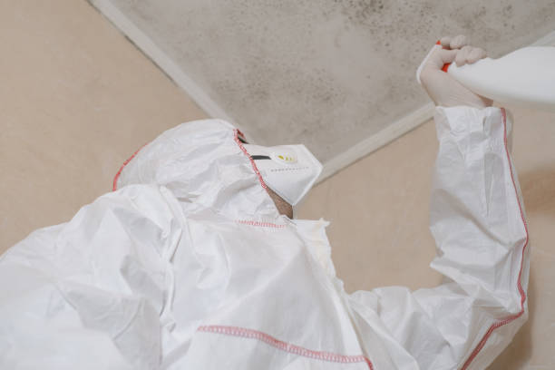 Best Black Mold Removal  in Scottville, MI