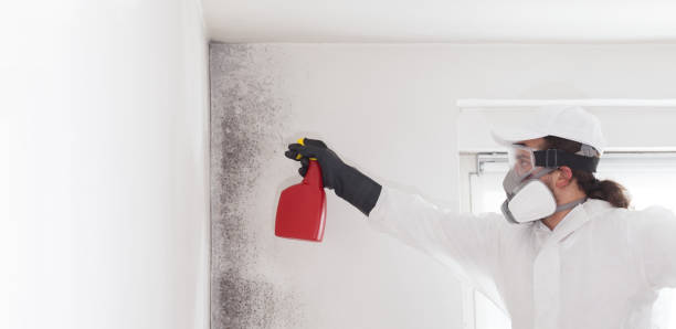 Best Affordable Mold Removal  in Scottville, MI