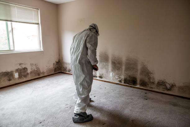 Best Residential Mold Removal  in Scottville, MI
