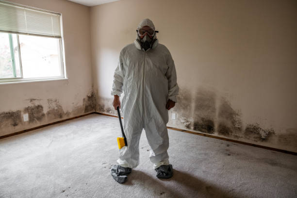 Best Mold Remediation  in Scottville, MI