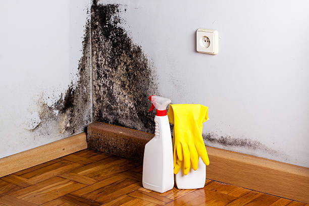 Trusted Scottville, MI Mold Removal Experts