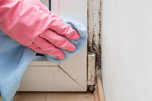 Best Emergency Mold Removal  in Scottville, MI