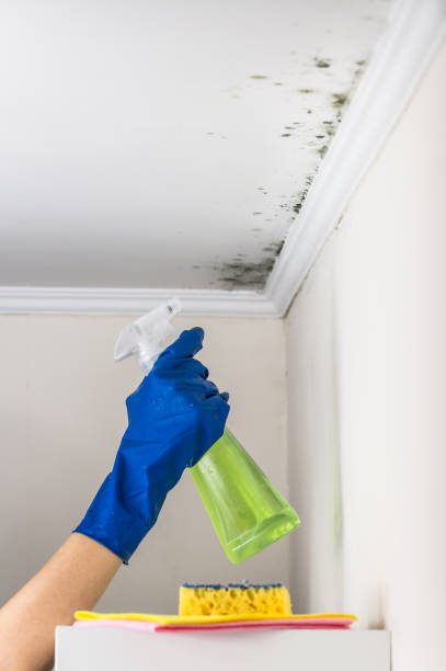 Best Certified Mold Removal  in Scottville, MI